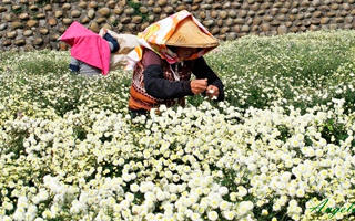 Цветение и сбор хризантемы - интернет-магазин китайского чая Balck-Green